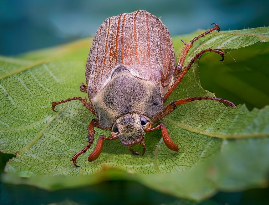 La Técnica del Insecto Estéril (TIE) puede aplicarse a diferentes tipos de plagas y especies.